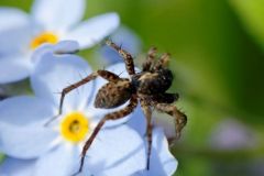 Trochosa sp. - Région parisienne