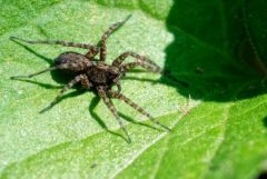 Araignée - Pardosa sp<br>Région parisienne