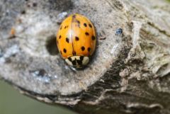 Coccinelle asiatique - Harmonia axyridis<br>Région parisienne