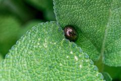 Chrysomèle du romarin - Chrysolina americana<br>Région parisienne