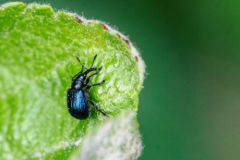 Curculio elephas<i><br>Région parisienne