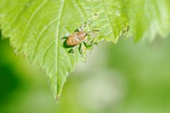 Curculio elephas<i><br>Région parisienne