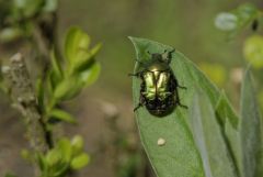 Cétoine dorée<i><br>Cetonia aurata<br>Vendée