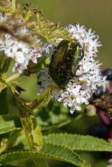 Cétoine dorée<i><br>Cetonia aurata<br>Vendée