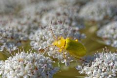 Abeille mellifère - Cteniopus sulphureus<br>Région parisienne