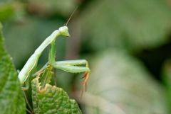 Mante religieuse - Mantis religiosa<br>Vendée