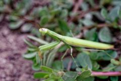 Mante religieuse - Mantis religiosa<br>Vendée