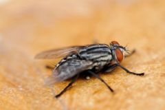 Mouche domestique - Musca sp<br>Région parisienne