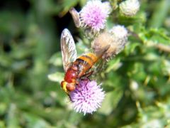 Volucella zonaria<i><br>Région parisienne