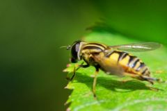 Hélophile suspendu - Helophilus pendulus<br>Région parisienne