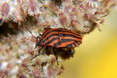 Punaise à Bandes rouges ou Scutellère rayée ou Pentatome rayé ou Punaise arlequin  - Graphosoma lineatum<br>Région parisienne