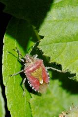 Punaise à Pattes rouges - Carpocoris purpureipennis - Région parisienne