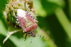 Punaise à Pattes rouges - Carpocoris purpureipennis - Région parisienne