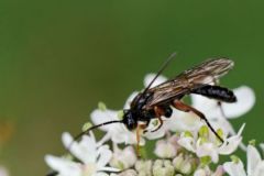 Ichneumon sp. - Région parisienne