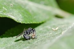 Sphecidae sp. - Région parisienne