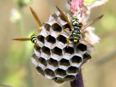 Nid de Polistes - Polistes gallicus<br>Vendée