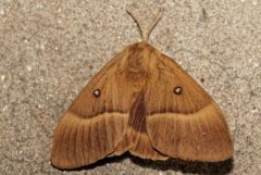 Bombix du Chêne ♀ - Lasiocampa quercus - oak eggar<br>Région parisienne