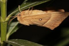 Bombix du Chêne ♀ - Lasiocampa quercus - oak eggar<br>Région parisienne