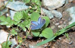 Argus bleu céleste - Lysandra-bellargus<br>Vendée