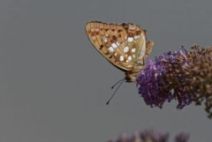 Le tabac d’Espagne - Argynnis paphia<br>Région Parisienne