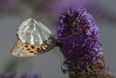 Le tabac d’Espagne - Argynnis paphia<br>Région Parisienne