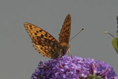 Le tabac d’Espagne - Argynnis paphia<br>Région Parisienne