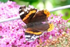 Vulcain - Vanessa atalanta<br>Vendée