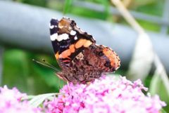 Vulcain - Vanessa atalanta<br>Vendée