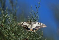 Machaon - Papilio machaon - Vendée