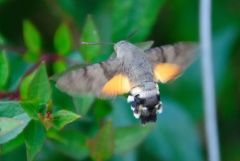 Moro-sphinx, - Macroglossum stellatarum - hummingbird hawk-moth<br>Vendée