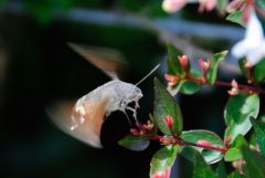 Moro-sphinx, - Macroglossum stellatarum - hummingbird hawk-moth<br>Vendée