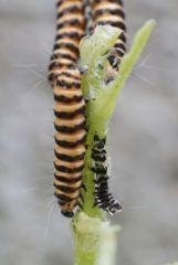 Zygène de la filipendule (chenilles) - Tyria jacobaeae<br>Vendée