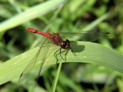 Sympétrum sanguin ♂ - Sympetrum sanguineum<br>Vendée