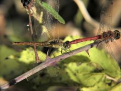 Sympétrum sanguin  - Sympetrum sanguineum<br>Vendée