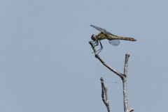 Sympetrum meridionale ♀ – Sympétrum méridional<br>Vendée