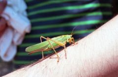 Sauterelle verte ♀ - Tetigonia Viridissima<br>Vendée