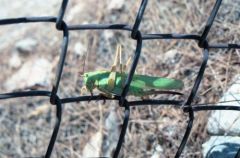 Sauterelle verte ♀ - Tetigonia Viridissima<br>Vendée