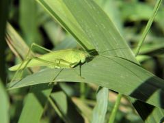 Sauterelle ♀ - Meconema thalassinum<br>Vendée