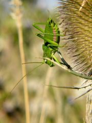 Ephippigère ♀ - Ephippiger ephippiger<br>Vendée