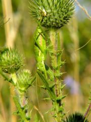 Ephippigère ♀ - Ephippiger ephippiger<br>Vendée