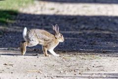 Lapin de garenne - Oryctolagus cuniculus