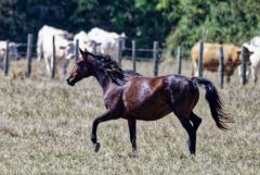 Cheval - Equus cabalus