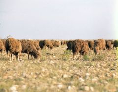 Moutons - plaine de La Crau