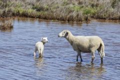 Moutons - Vendée