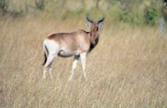 Bubale roux - Alcelaphus buselaphus<br>Kenya