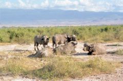 Buffle d’Afrique - Syncerus caffer<br>Kenya