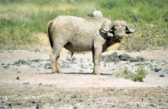 Buffles Africains - Syncerus caffer<br>Kenya