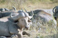 Buffles Africains - Syncerus caffer<br>Kenya