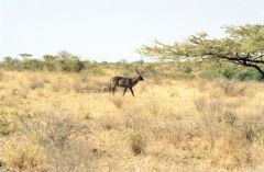 Cob à croissant (Waterbuck) - Kobus Ellipsiprymnus<br>Kenya