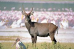 Cob à croissant (Waterbuck) - Kobus Ellipsiprymnus<br>Kenya